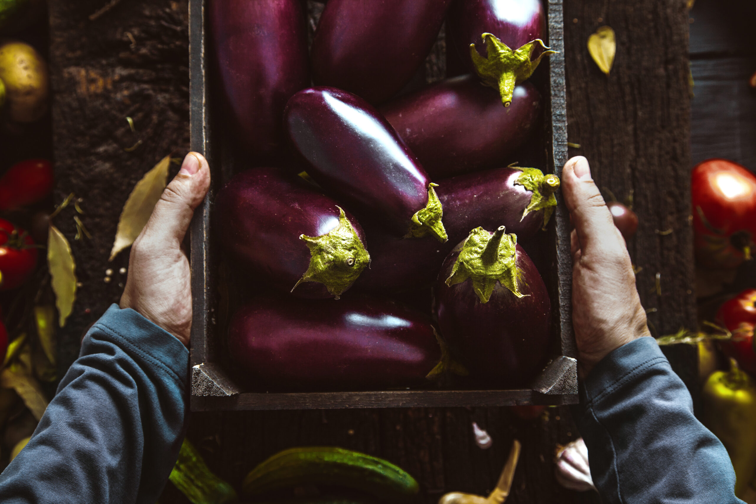 Organic vegetables. Farmers Hands with Freshly Harvested Vegetables. Fresh Organic Egg Plant.