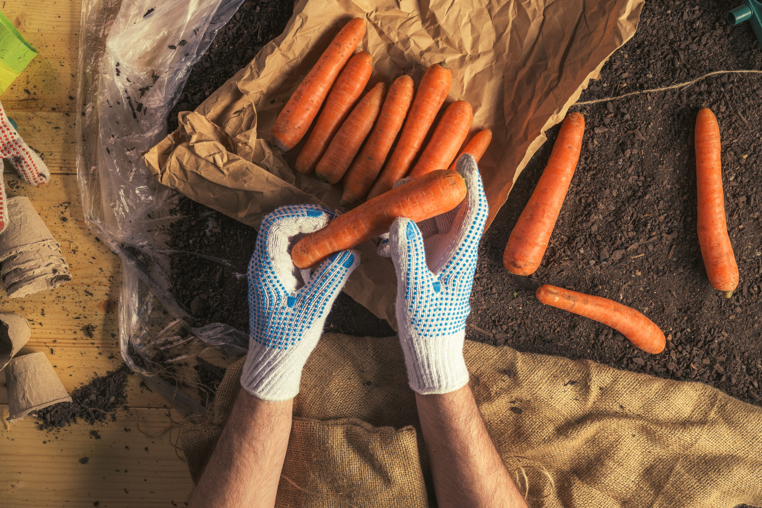 Farmer preparing organic homegrown carrots for farmer's market, top view of hands packing harvested root vegetable